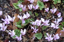 Cyclamen à feuilles de lierre