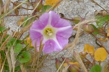 Liseron des dunes
