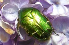 Cétoine dorée 