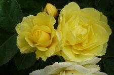 Rose jaune