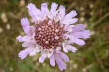 Scabieuse colombaire
