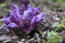 Lathrée clandestine