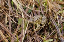 Grenouille rousse
