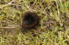 Chenille du Bombyx de la ronce