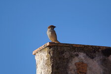 Moineau domestique