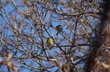 Serins cini