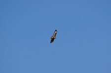 Buse variable
