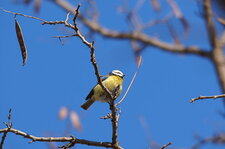 Mésange bleue
