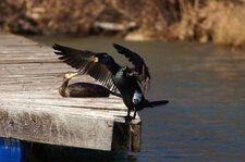 Grand cormoran