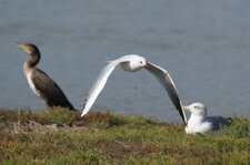 Mouette rieuse