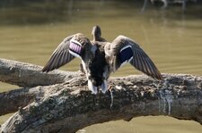 Colvert - femelle