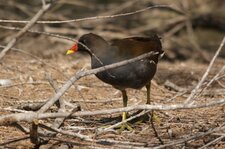 Gallinule poule d