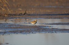 Pipit sp.