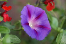 Fleur d