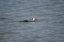Grand cormoran en plumage nuptial