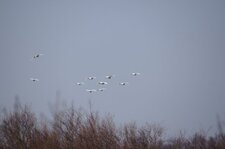 Patrouille d