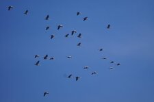 Grues cendrées