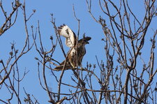 Buse variable