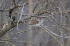Bruant des roseaux - femelle