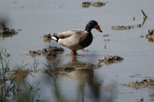 Canard colvert