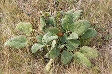 Sauge sclarée