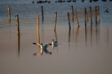 Avocettes élégantes