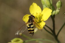 Syrphe du groseiller