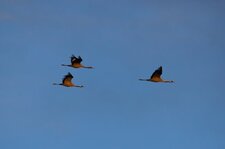 Grues cendrées