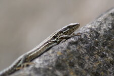 Lézard des murailles - sous réserve
