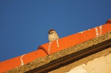 Moineau domestique - mâle