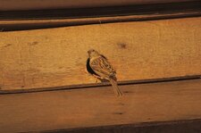 Moineau domestique - femelle