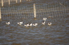 Avocettes élégantes
