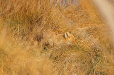 Vulpes palustris