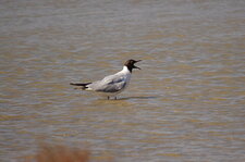 Mouette rieuse