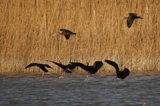 Ibis falcinelle