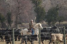 Gardian et sa manade
