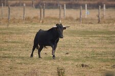 Taureau espagnol