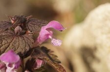 Lamium maculatum - sous réserve
