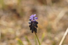 Muscari botryoide