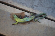 Lézard vert