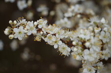 Fleurs d