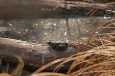 Grenouille verte - sous réserve