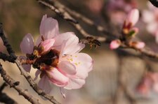 Abeille en phase d