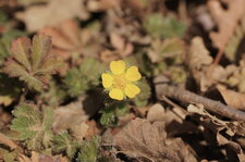 Potentille de printemps