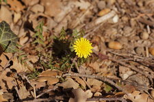 Taraxacum campylodes