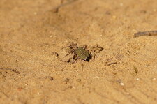 Cicindele pseudomaroccana