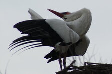 Ciconia torticolicus