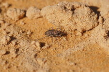 Cicindela flexuosa