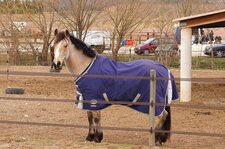 Cheval pudique ?