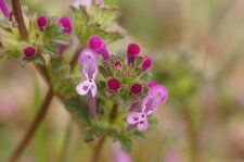 Lamier amplexicaule